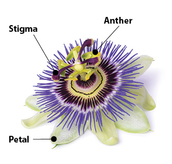 Passionflower diagram